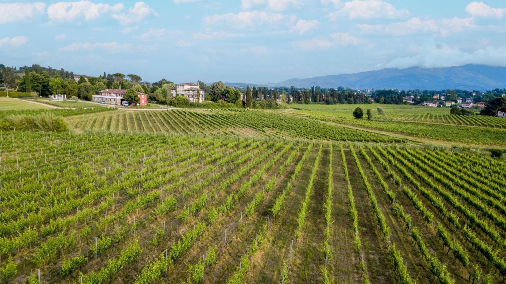 Cicale 3 Bedrooms Farmhouse With Shared Pool Lucca Ngoại thất bức ảnh